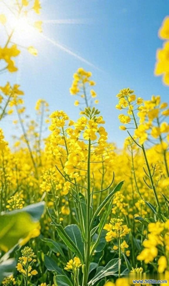 九游体育官网登录入口油菜花编织的梦境绮境-九游体育app官网下载IOS/安卓全站最新版下载