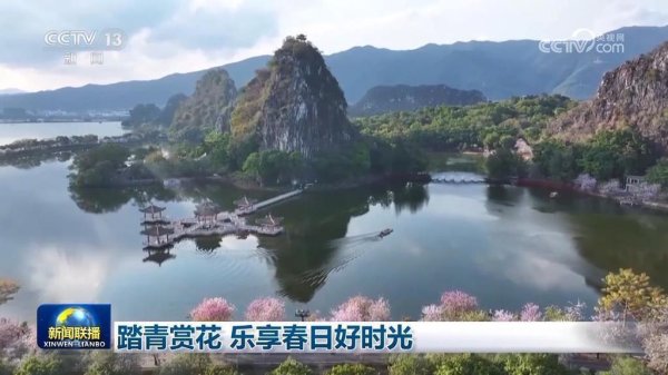 九游体育娱乐网七星岩景区宫粉紫荆秀气怒放-九游体育app官网下载IOS/安卓全站最新版下载